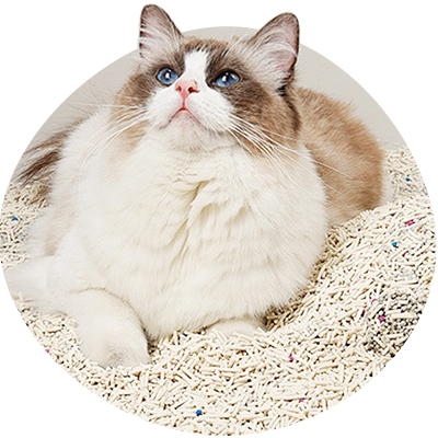 Cat Litter-Petboxok